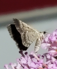 Archirhoe neomexicana