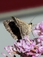 Archirhoe neomexicana