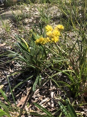 Conostylis candicans