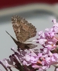 Archirhoe neomexicana