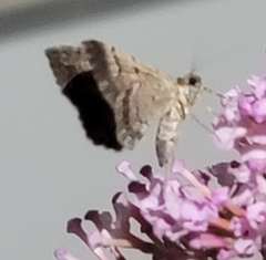 Archirhoe neomexicana