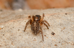 Maratus sceletus