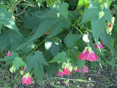Abutilon × hybridum