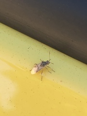 Belonochilus numenius