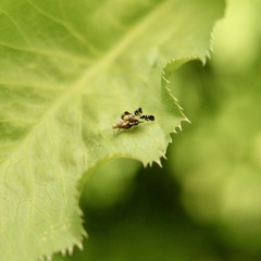 Spathulina acroleuca