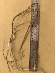 Rytidosperma buchananii