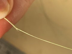 Rytidosperma buchananii