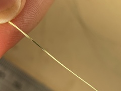 Rytidosperma buchananii