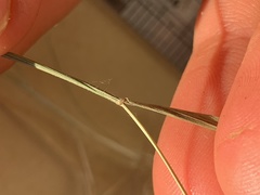 Rytidosperma buchananii