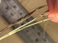 Rytidosperma buchananii