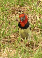 Lybius torquatus torquatus
