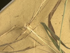 Rytidosperma buchananii