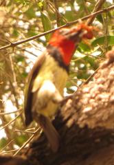 Lybius torquatus torquatus