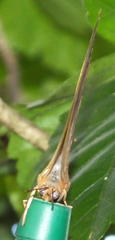 Charaxes varanes varanes