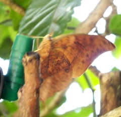 Charaxes varanes varanes