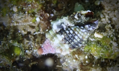 Condylomitra tuberosa