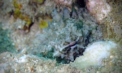 Amphioctopus
