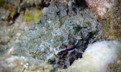 Amphioctopus