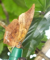 Charaxes varanes varanes
