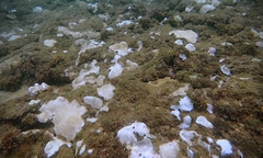 Montipora capitata