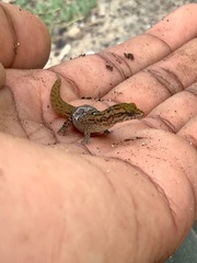 Sphaerodactylus macrolepis