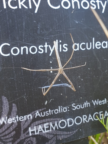 Deinopis unicolor