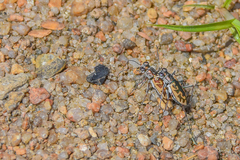 Ellipsoptera cuprascens