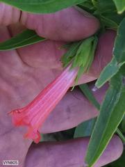 Lobostemon regulariflorus