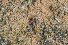 Ellipsoptera cuprascens