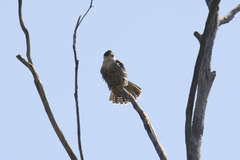 Falco peregrinus