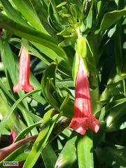 Lobostemon regulariflorus