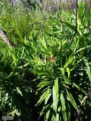 Lobostemon regulariflorus