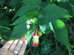 Abutilon × hybridum