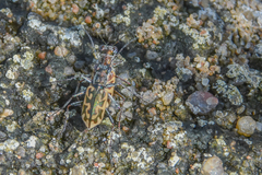 Ellipsoptera cuprascens