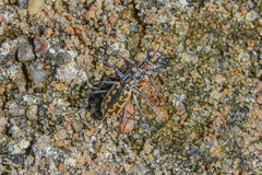 Ellipsoptera cuprascens