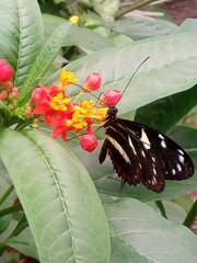Heliconius atthis