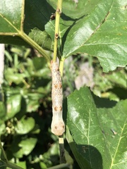 Bombyx