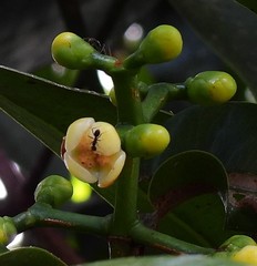 Garcinia warrenii