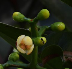 Garcinia warrenii