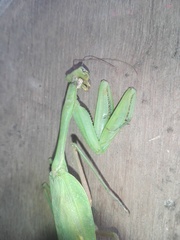 Hierodula membranacea