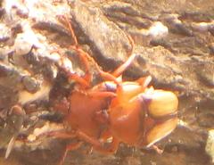 Anisorrhina serripes