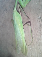 Hierodula membranacea