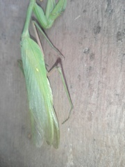 Hierodula membranacea