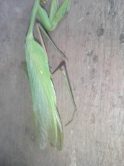 Hierodula membranacea