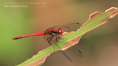 Sympetrum hypomelas