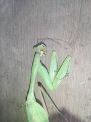 Hierodula membranacea