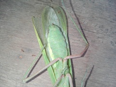 Hierodula membranacea