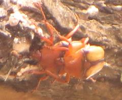 Anisorrhina serripes