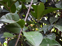 Garcinia warrenii