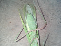 Hierodula membranacea